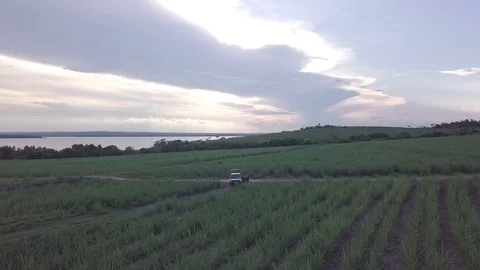 DRONE HARVEST FIELD WITH RIVER Vídeos de archivo 96677100