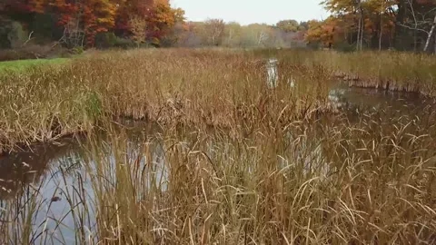 Drone Herbs in the water 库存影片 147010621