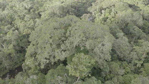 Drone high-angle shot of a tree overlooking the Amazon rainforest Stock Footage 312218765