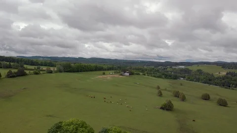Drone high moving view of quebec farmland in spring with cows and house, 4k Stock Footage 91160280