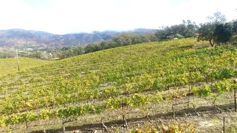 Drone hill side vineyard Stock Footage 95003698