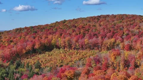 Drone Hillside Covered in Fall Colors Stock Footage 315264978