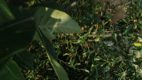 Drone hit the tree crashed while flying in spring forest Video stock 152336986