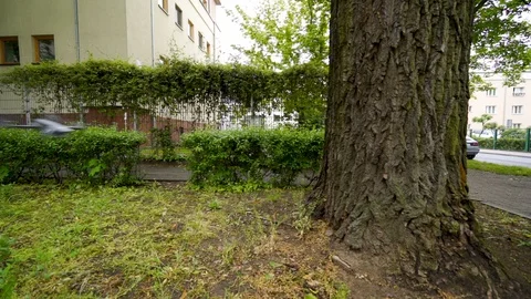 Drone hits the tree and crashes in slow motion Stock Footage 108119145