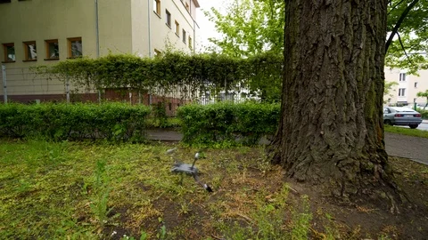 Drone hits the tree and crashes 4k Stock Footage 108119482