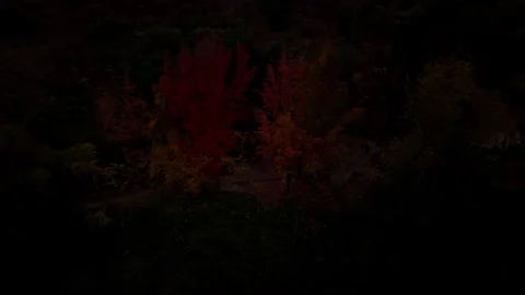 Drone Horizontal Zooming Out View of Red Autumn Trees in a Deep Dark Forest.. Stock Footage 339254182