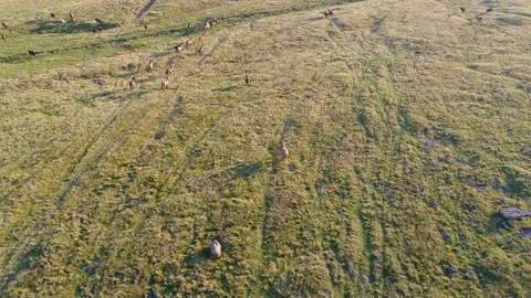 Drone Horses running in sunset Vídeo Stock 171760462