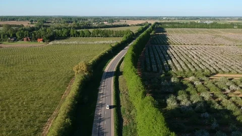 Drone hover above blossoming apple tree orchard and road Video stock 89824331