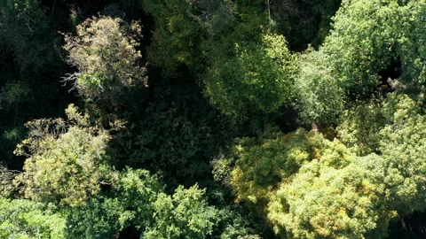 Drone hover and turn above woodland fly over aerial background UK 4K Stockbeeldmateriaal 220189660