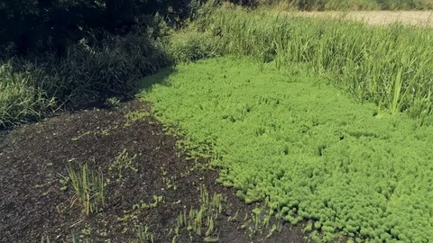 Drone hover over small water pond with duckweed, reed, grass overgrown bank Video stock 93488707