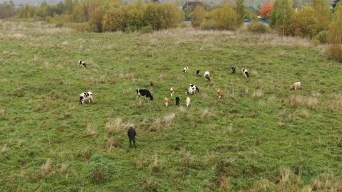 Drone hovering above grazing cows in countryside Video stock 333955740