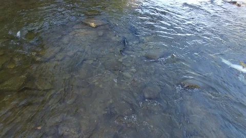 Drone hovering above multiple salmon swimming in place while facing against 動画素材 94861580