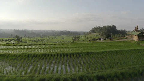 Drone Hovering Above Rice Terraces in Bali and Woman Walking on Pathway Video stock 134588208