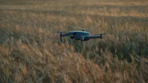 Drone hovering in the air against the background of a field with wheat Stock Footage 160955040