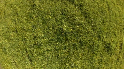 Drone hovering and rotates above a green field with summer herbs and flowers Stock Footage 99958168