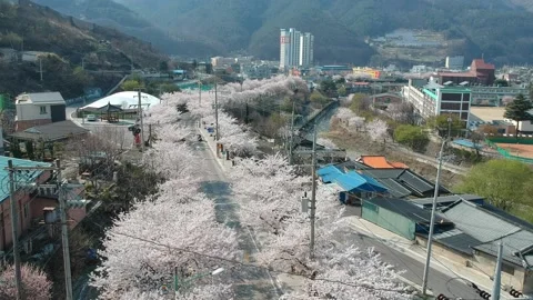 Drone hovering at Cherry Blossom along Street in SK Stock Footage 237372035