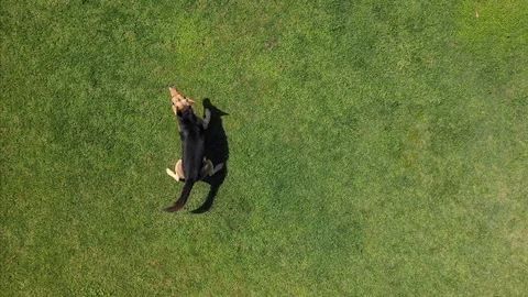 Drone Hovering Over German Shepherd In A Green Field Barking And Running Around Stock Footage 111341589