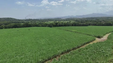 Drone hovering over lush sugarcane field in tropical agricultural landscape Video stock 337978100