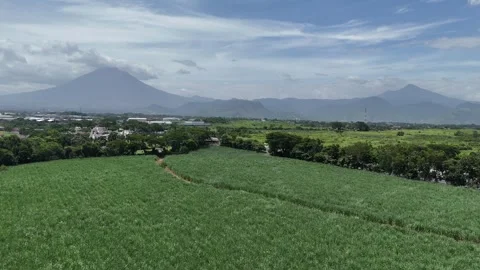 Drone hovering over sugarcane field with volcanoes in background Video stock 338179181