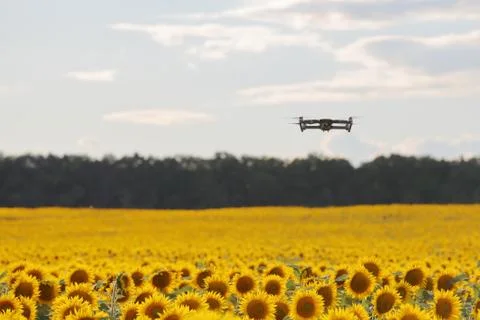 Drone hovering over sunflower field in clear blue sky partly clouded. Stock Photos