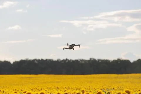 Drone hovering over sunflower field in clear blue sky partly clouded. Stock Photos