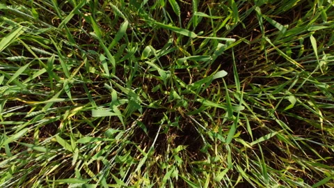 The drone hovering over a wheat field close to the ground Stock Footage 132732398