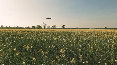 Drone hovering over a yellow meadow Stock Footage 201301410