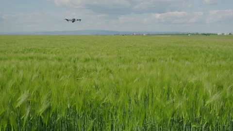 Drone hovering wide angle over green barley field sunny day Stock Footage 337120331