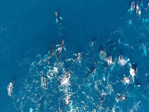 Drone hovers above huge pod of humpback whales Vídeo Stock 83469237