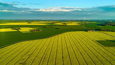 Drone hyperlapse of patchwork farmland with rapeseed and green fields under Stock Footage 310340721