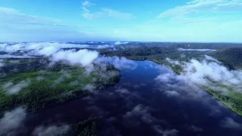 Drone Images of Nature in the Forest Stock Footage 295922660