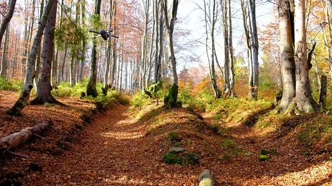 Drone Inside Forest. Drone flying through autumn forest Stock Footage 120792931