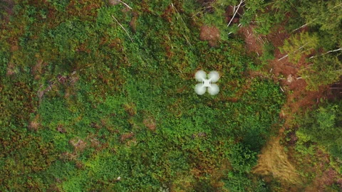 Drone inspecting forest from above Stock Footage 221643102