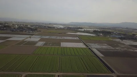 Drone Japanese Ricefields Stock Footage 108106435