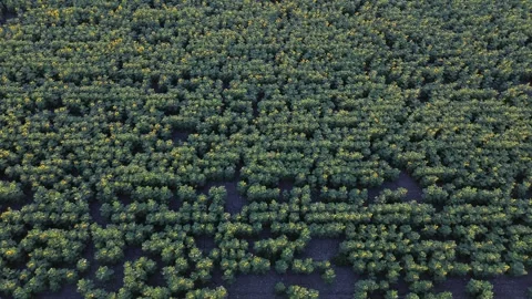 Drone Jib Up and Camera Tilt Over Sunflower Field Stock Footage 339293017
