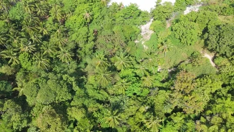 Drone Jungle Flyover to Freedom Beach Phuket Horizon Reveal Vídeos de archivo 332512866