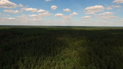 The drone landing in the forest. Stock Footage