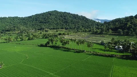Drone Landscape of Rice Fields and Mountain Background Vídeo Stock 332558897