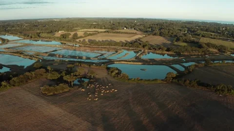 Drone landscape view on fields and animals. Stock Footage 152145555