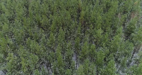 Drone landscape view pine-wood forest wild nature Stock Footage 147091662