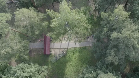 Drone lateral flight above tree canopy and path Video stock 331960376