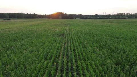 Drone Lateral Tracking Shot Over Cornfield at Sunset Stock Footage 339370273