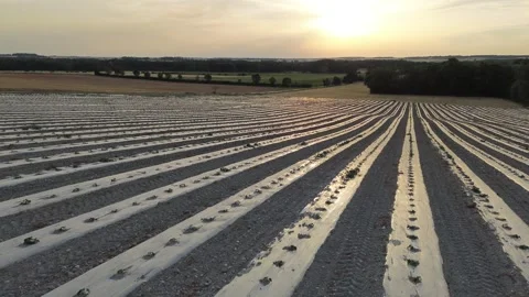 Drone Lateral Tracking Shot Over Growing Melon Field Stock Footage 339371488