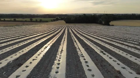 Drone Lateral Tracking Shot Over Growing Melon Field Stock Footage 339372047