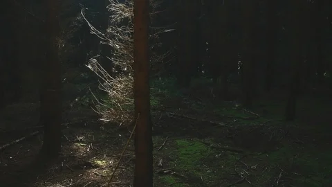 A drone leaving the forest bathing in a beautiful sunbeam Stock Footage 89705423