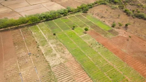Drone-left-orbit-vegetable-farm-cultivated-fields Stock Footage 341465202