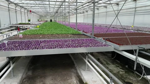 Drone - Left to Right of Different Plants + Employee - Small Greenhouse Stock Footage 314227204