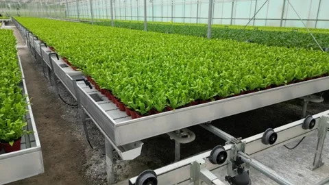 Drone - Left to Right Low View of Planter Beds - Small Greenhouse Stock Footage 314227225