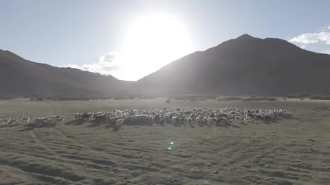 Drone Left to Right Over Ladakh Sheep Grazing with Dust and Glowing Mountains Stock-Footage 335761965
