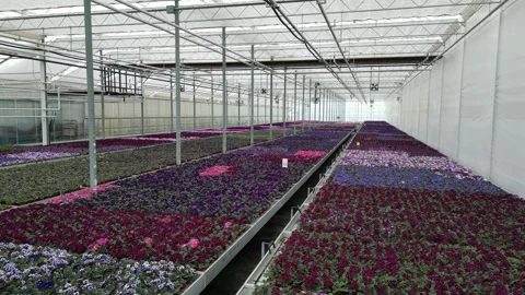 Drone - Left to Right Slow High Cruise of Flower Beds - High Greenhouses Stock Footage 314227238